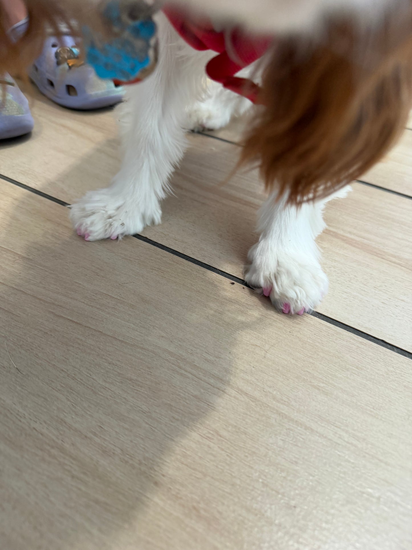 Pawdicure