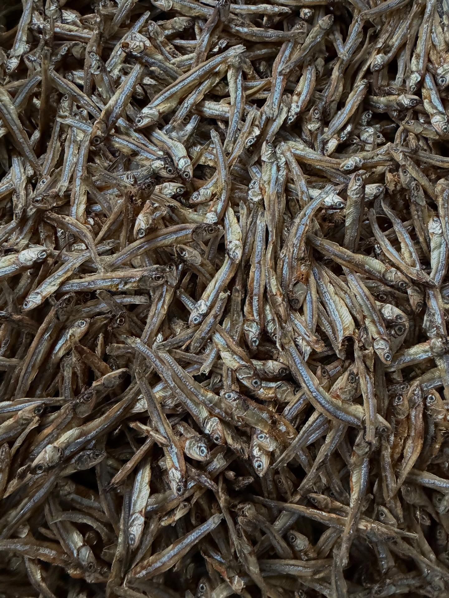 Asteroid Anchovy