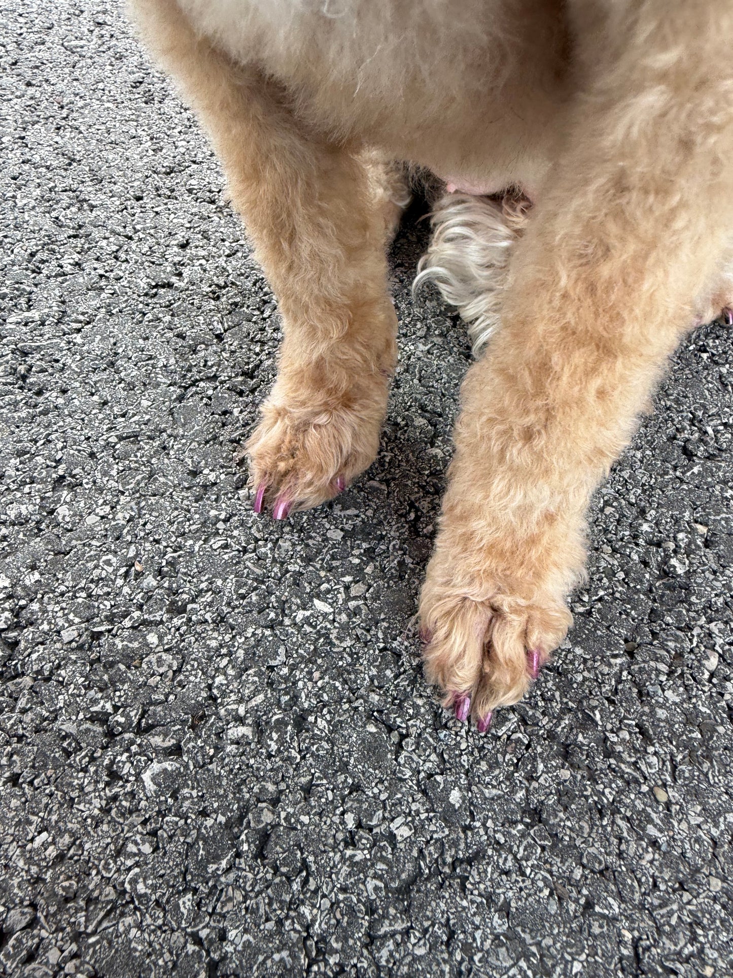 Pawdicure