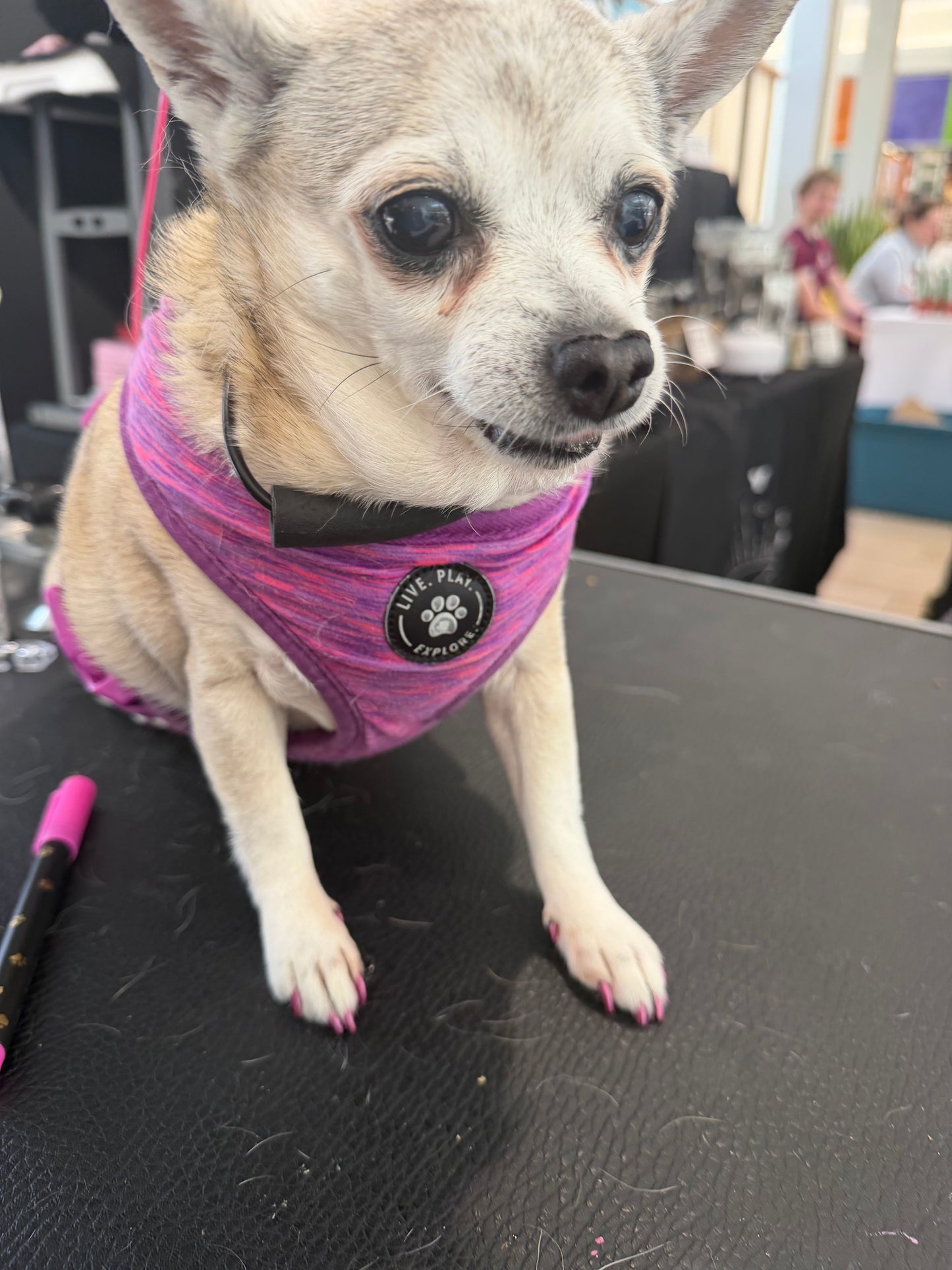 Pawdicure