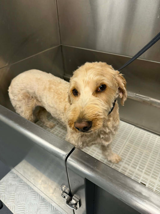 Full Service Grooming